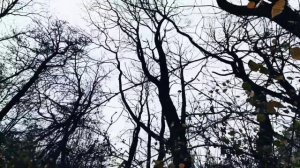 VID 20221115 172447 Если я обращу человечество в часы...1922 (В. Хлебников)Павел Васильев Лахтински