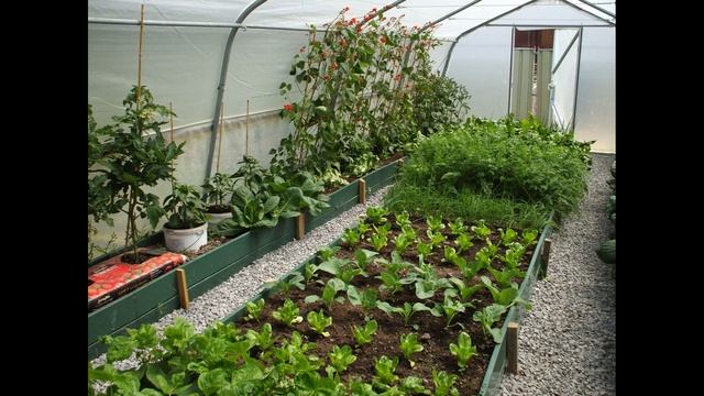 Что можно сажать в теплице вместе с огурцами смотреть онлайн