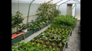 Что можно сажать в теплице вместе с огурцами