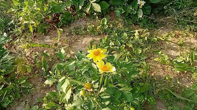 5 августа георгины. смотреть онлайн