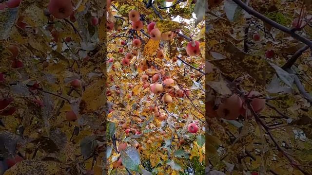 Осень наступила, Опали листы. Мне никто не нужен, Кроме ты! смотреть онлайн