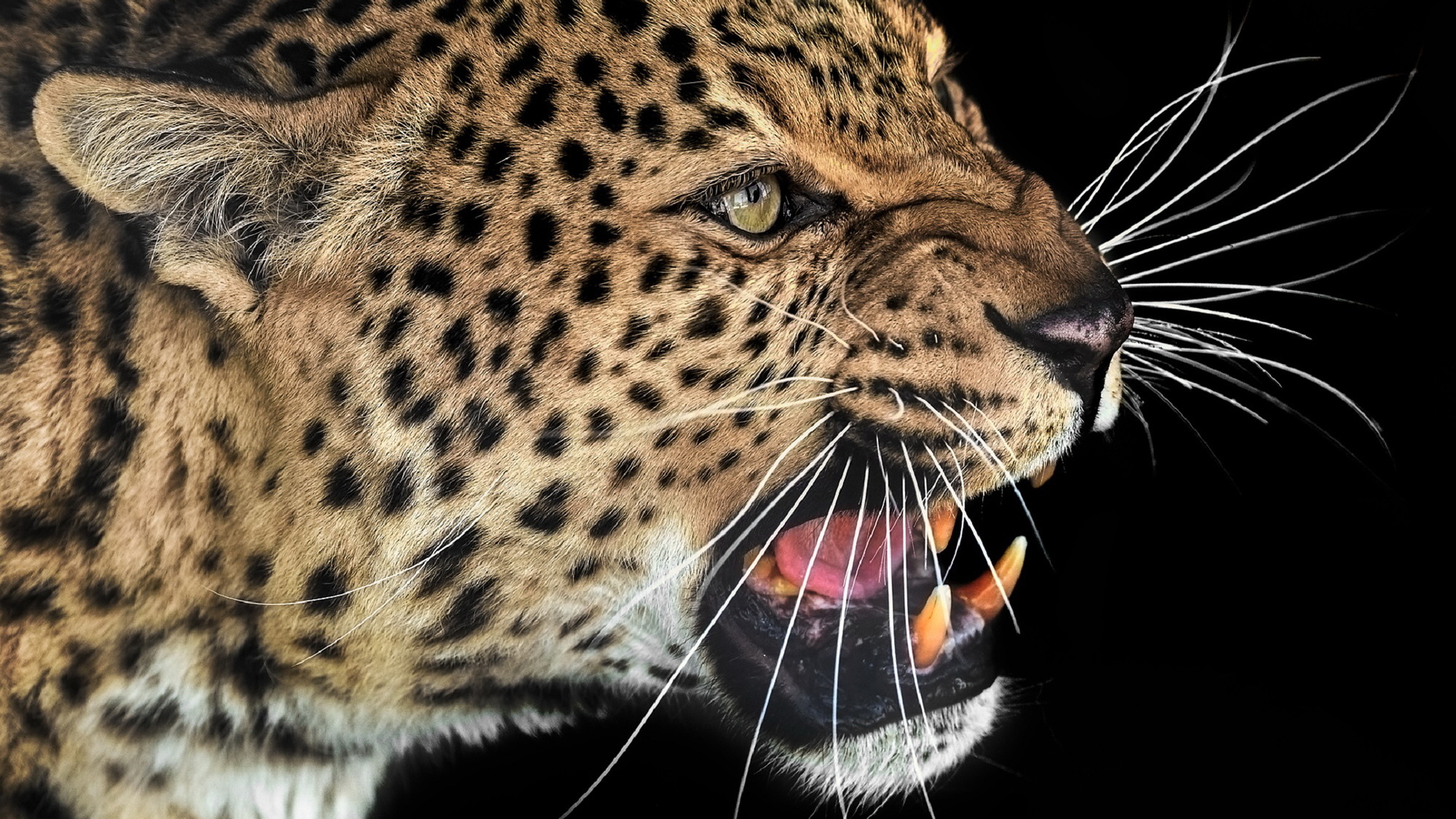 Звуки Леопарда / Рев леопарда, крик леопарда /Voice leopard смотреть онлайн