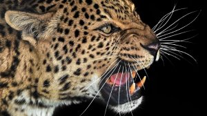 Звуки Леопарда /  Рев леопарда, крик леопарда /Voice leopard