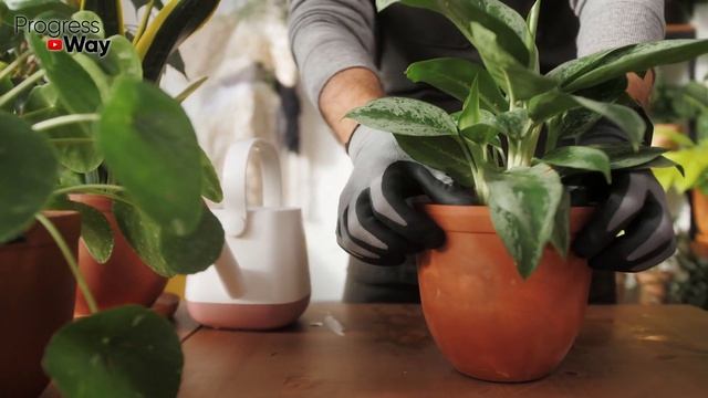 После Даже Хилые Цветы В Старой Земле Оживают И Цветут! Просто Берем Cода, Cоль, Лавровый Лист... смотреть онлайн