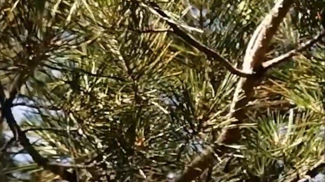 Посадка сосны сибирской кедровой