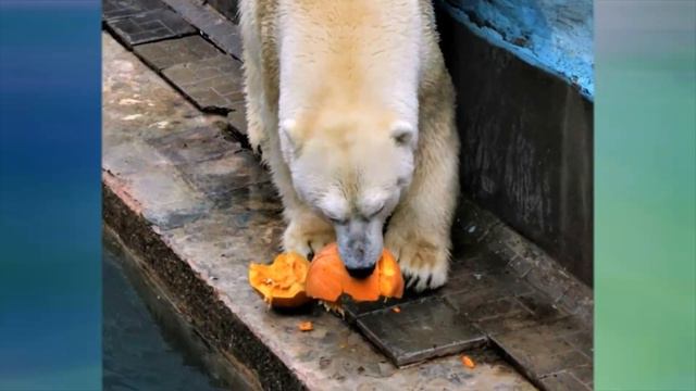 И Кая угостили....And Kai was given a pumpkin .. смотреть онлайн