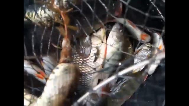 Улетная рыбалка! Нападение змеи! Ядовитая змея или нет? смотреть онлайн