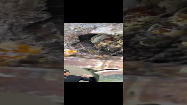 Дикий мед, пасека, бортнический мед, добыча дикого меда, пчелы #shorts #мед #пчелы #вкуснота #медок смотреть онлайн