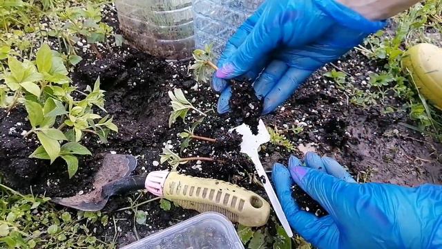 Смотрим РЕЗУЛЬТАТ самого простого ЛЕТНЕГО ЧЕРЕНКОВАНИЯ гортензии смотреть онлайн