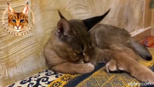 Каракет Ф1 от Виплео. Caracat F1 From VIPLEO®.