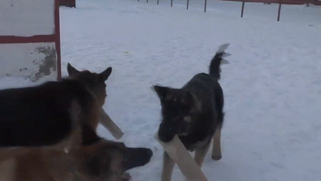 Танго втроём. Ураган Тайга и Верный смотреть онлайн