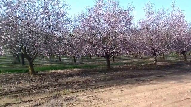 Миндаль цветет. Весна/ Almond blossoms смотреть онлайн