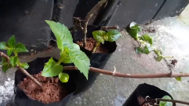 ഹൈഡ്രൻജിയ -Hydrangea plant __ariyendathellam смотреть онлайн