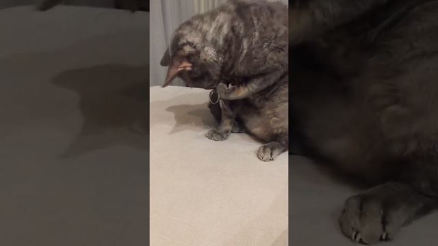 Funny cat Deuce: it’s time to cut claws - смешной кот Дьюс: время стричь когти! смотреть онлайн