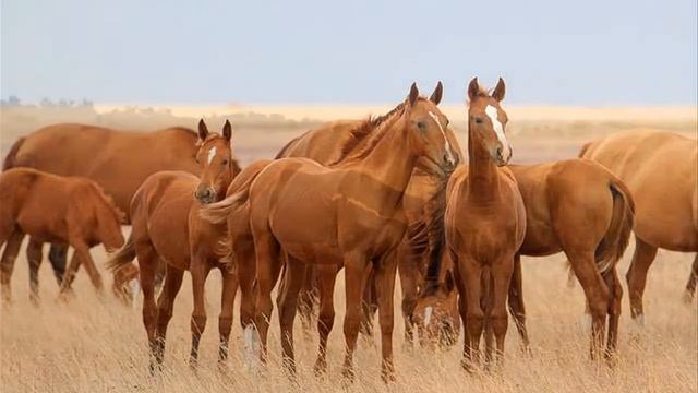 Дзига - шустрец и казак - удалец. Николай Дик смотреть онлайн