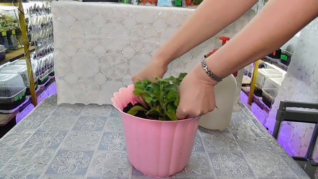 ???ЛАЙФХАК !!! КАК УДОБНО ПЕРЕСАДИТЬ ЦВЕТОК ! Посадка петунии и других цветов смотреть онлайн