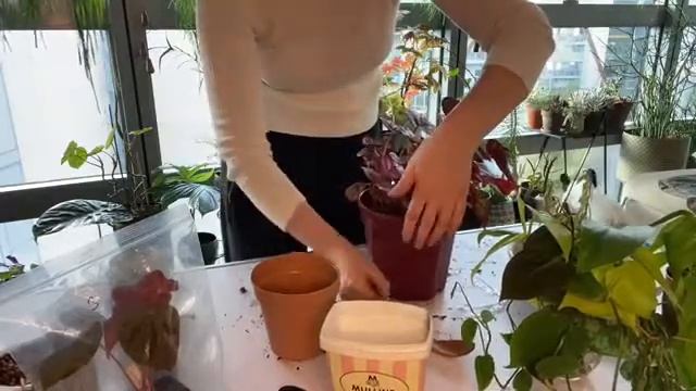 Обзор цветов, Бегония Looking Glass, бегония Silver Leaf, Inca Flame смотреть онлайн