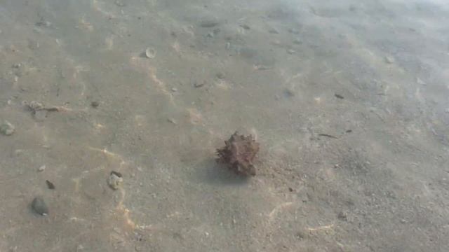 Мистер крабс смотреть онлайн