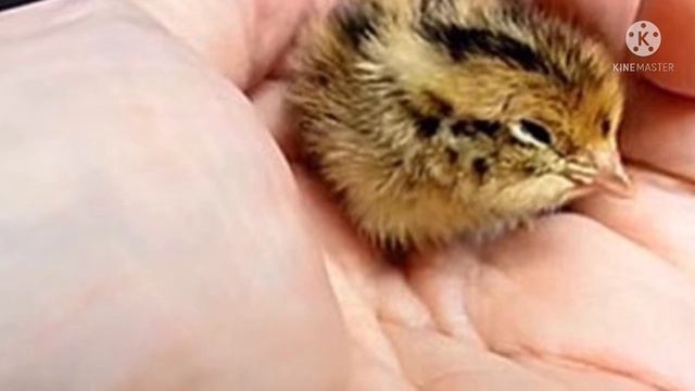 Женщина купила перепелиное яйцо в магазине и подложила его к своему попугаю, вот что получилось