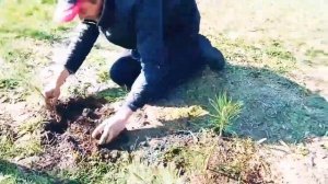 высадка сосон!  Как правильно удобрять сосны!