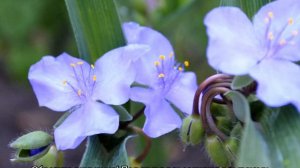 Традесканция садовая многолетняя — посадка и уход в открытом грунте