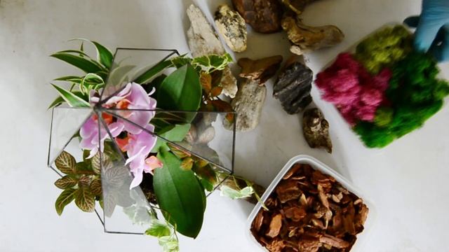 ? МАСТЕР - КЛАСС ? | Флорариум с орхидеей смотреть онлайн