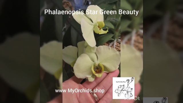 Phalaenopsis Star Green Beauty