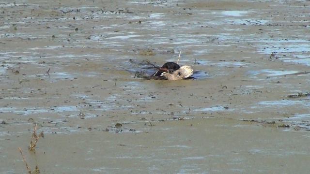 Спаниель работает смотреть онлайн