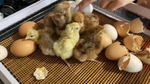 Петушок или Курочка самый точный способ определить в породе кур Билефельдер.