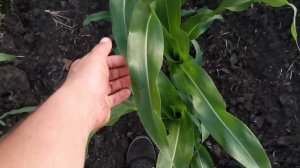 Листовая подкормка кукурузы Краснодарская 291 и 377.