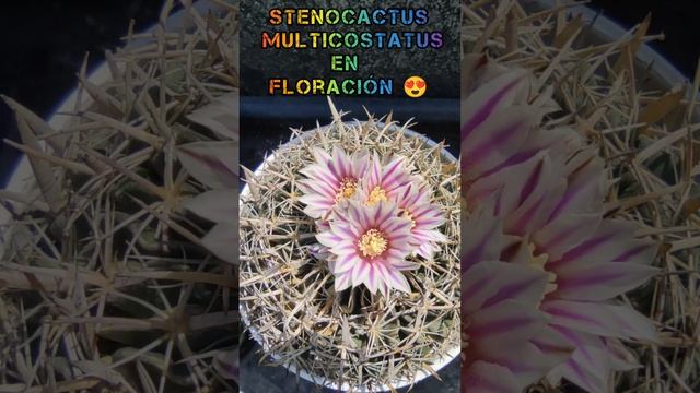 Stenocactus Multicostatus en floración ? смотреть онлайн