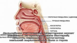 В чем разница фарингита и тонзиллита?