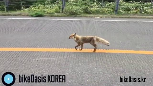 Hokkaido Red Fox - Mysterious Walk смотреть онлайн