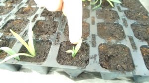 ГВОЗДИКА КОМНАТНАЯ. ВИДЕО УРОК №1 (размножение и формировка).