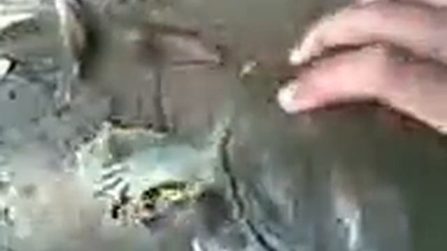 Чудовище борисовских прудов ! смотреть онлайн