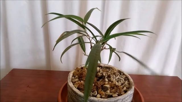 Фикус Али Ficus Binnendijkii 'Alii' #2 Весна 2023