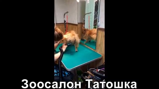 Стрижка шпица в Зоосалоне Татошка смотреть онлайн