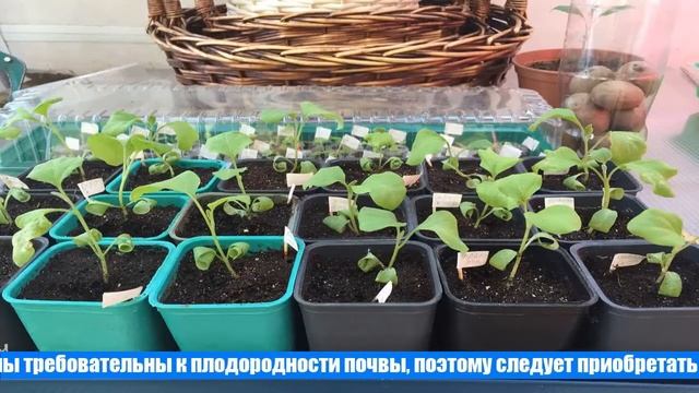 Пикировка баклажанов по лунному календарю – когда и как пикировать смотреть онлайн