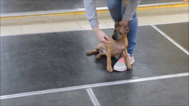 Тайский риджбек щенок - Shanny - Thai Ridgeback Puppy смотреть онлайн
