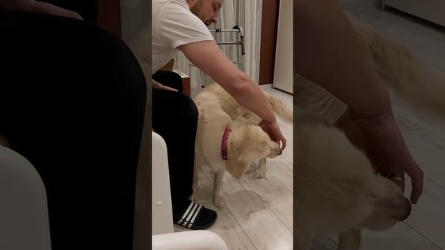 Занимаюсь домом Бача бача смотреть онлайн