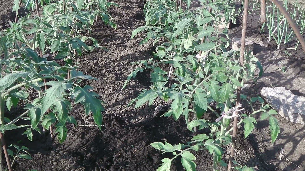 КАК ЗАЩИТИТЬ ТОМАТЫ ОТ ФИТОФТОРЫ И ДРУГИХ ГРИБКОВЫХ И БАКТЕРИАЛЬНЫХ ЗАБОЛЕВАНИЙ . смотреть онлайн