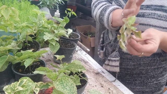 бугенвилия, бумажный цветок! размножение... ???.