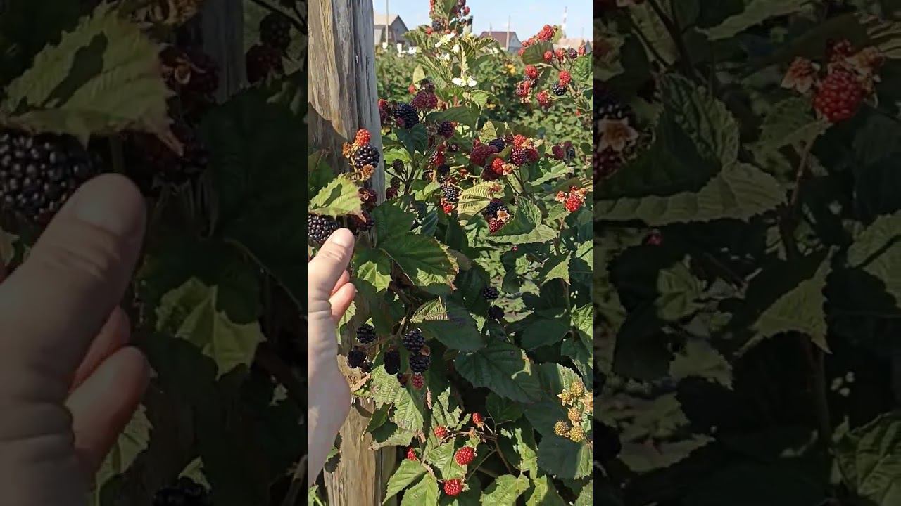 Черная Магия, ремонтантная ежевика. плодоношение в открытом грунте Пензенская область. смотреть онлайн