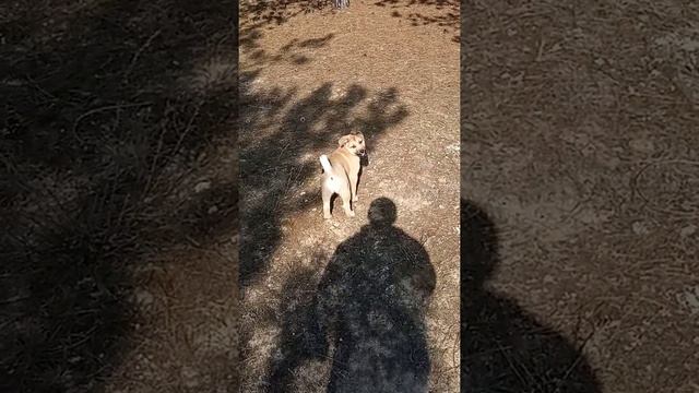 Мой Алтай щенок ЗСЛ смотреть онлайн