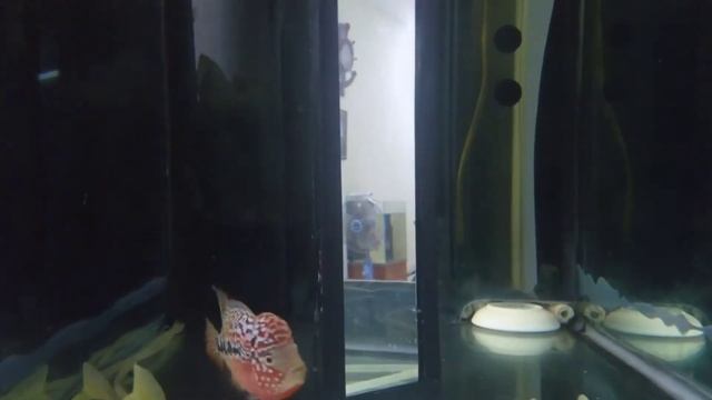 Red Kamfa - Vietnam смотреть онлайн