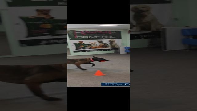 Чем занять собаку дома?