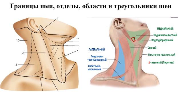 ТОПОГРАФИЧЕСКАЯ АНАТОМИИ ОБЛАСТИ ШЕИ смотреть онлайн