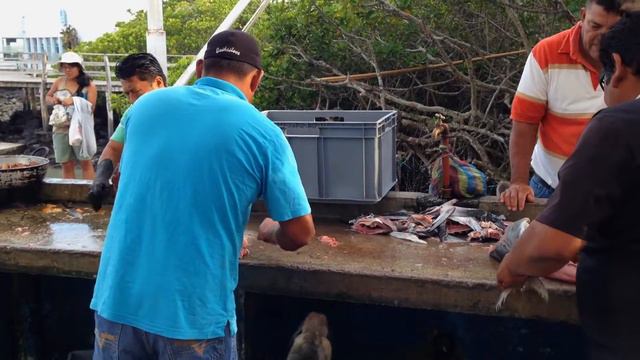 FISH MARKET, PUERTO ISIDRO AYORA, SANTA CRUZ / INDEFATIGABLE смотреть онлайн