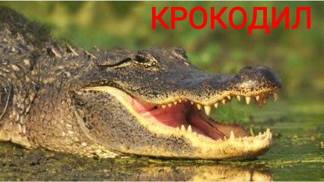 животные птицы для детей