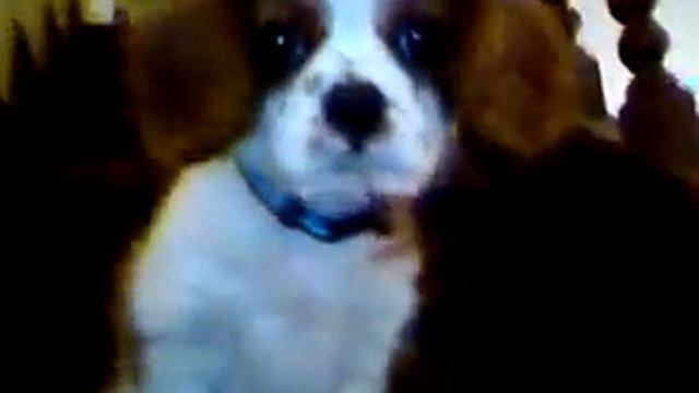 Cannelle Et Ses Premiers Pas Ds L'escalier XD